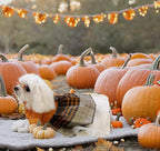 Lanyarco Orange Knitted Thanksgiving Fall Dog Sweater Dress, Dog Sweaters for Small Dogs Girl, Maltese Cat Apparel, Small (S)