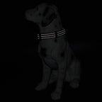 Mile High Life Dog Collar | Nylon Reflective Dog Collars | Light Weight Puppy Collars | Red Dog Collars for Large Dogs (Solid Red, Large)