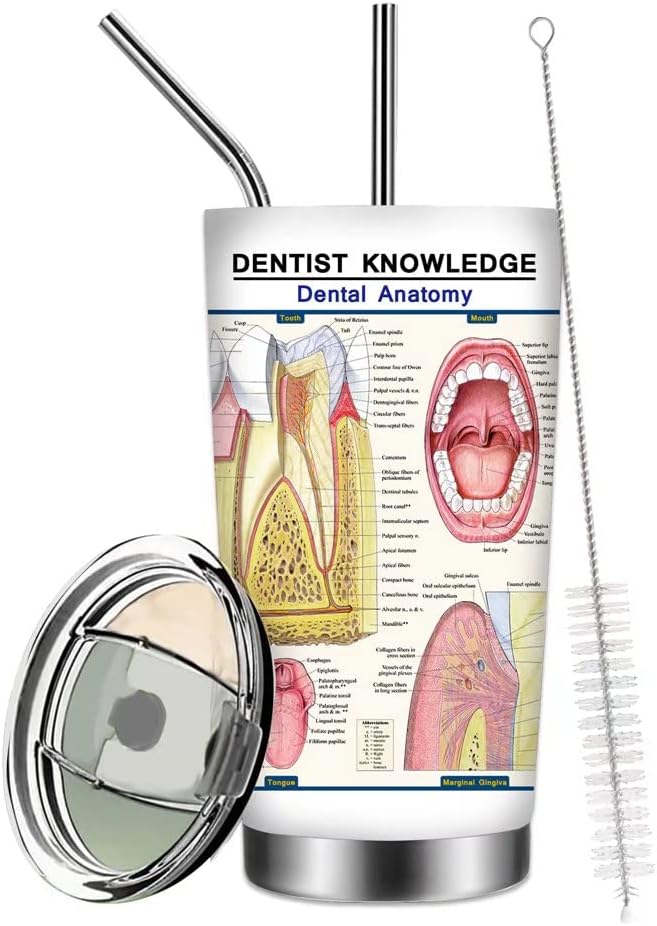 Dental Anatomy Tumbler Mug Dentist Knowledge Travel Mug, 20oz Stainless Steel Tooth Anatomy Coffee Mug Medical Teeth Tumbler 1 Doctor Nurse School Vacuum Insulated Travel Tumbler with Straw Lids