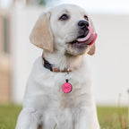 MYLUCKYTAG Silent Silicone QR Code Dog Tags - Scan QR for Instant Pet Location Alerts