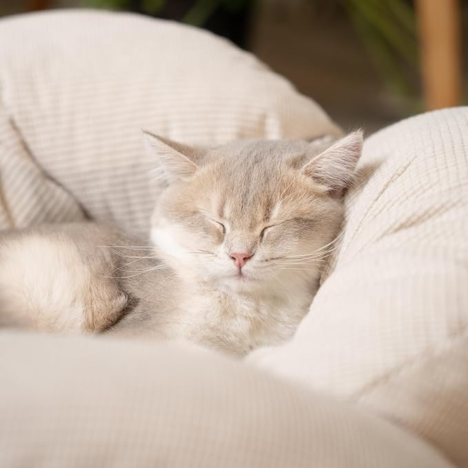 CHEERHOME PETS Elevated Cat Bed Wooden with Cushion Fluffy Pet Couch Sofa for Indoor Cats Raised Kitty Lounge Chair Suitable for Puppy, Cat Furniture(White)