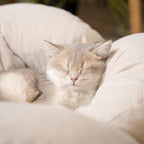 CHEERHOME PETS Elevated Cat Bed Wooden with Cushion Fluffy Pet Couch Sofa for Indoor Cats Raised Kitty Lounge Chair Suitable for Puppy, Cat Furniture(White)