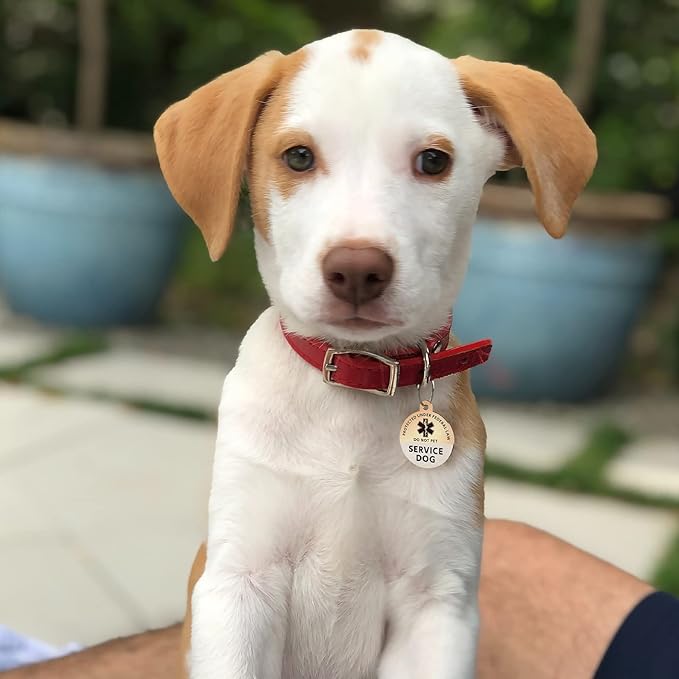 Myluckytag QR Code Stainless Steel Dog ID Tag - Online Pet Profile, Location Alert Email, Digital Pet Tag