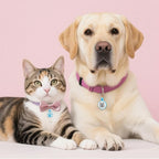 QR Code Cat Tag, Modifiable Pet Online Profile Page, Multiple Emergency Contact, Silent Silicone, Lightweight, No Jinging, Collar Accessories, QR Cat ID Tag (Small Breeds - 1", Blue)