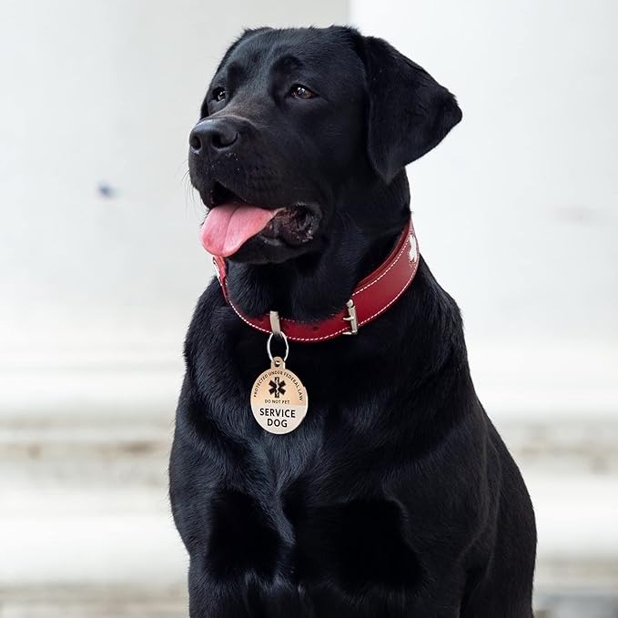 Myluckytag QR Code Stainless Steel Dog ID Tag - Online Pet Profile, Location Alert Email, Digital Pet Tag