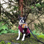 Gooby - Zip Up Fleece Vest, Fleece Jacket Sweater with Zipper Closure and Leash Ring, Fuchsia Wash, 2X-Large