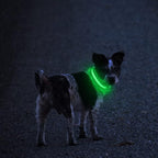 MASBRILL LED Dog Collar,Light Up Dog Collars Rechargeable Lighted Dog Collar Glowing Dog Night Walking Collar 4 Colors for Choice
