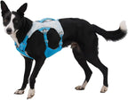 Ruffwear, Swamp Cooler Dog Harness, Lightweight with Evaporative Cooling for Hot Weather, Biolumin Blue, Large/X-Large