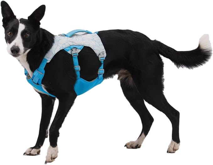 Ruffwear, Swamp Cooler Dog Harness, Lightweight with Evaporative Cooling for Hot Weather, Biolumin Blue, Large/X-Large