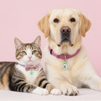 QR Code Cat Tag, Modifiable Pet Online Profile Page, Multiple Emergency Contact, Silent Silicone, Lightweight, No Jinging, Collar Accessories, QR Cat ID Tag (Small Breeds - 1", Green)