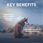 Forza10 - Dog Food, Vet Formulated Wet Dog Food for Allergies, Skin & Coat Support, Non-GMO, Lamb Flavor, Made in Italy (3.5 oz, 32 Pack)