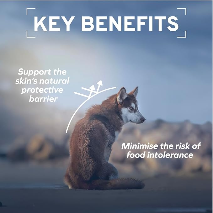 Forza10 - Dog Food, Vet Formulated Wet Dog Food for Allergies, Skin & Coat Support, Non-GMO, Lamb Flavor, Made in Italy (3.5 oz, 32 Pack)