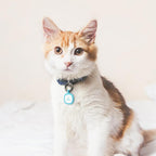 Pawaii QR Code Pet ID Tag, Silent Silicone Dog ID Tag, Modifiable Pet Online Profile, Free Online Pet Page Emergency Contact, Scan QR Receive Instant Pet Location Alert Email, 1Pack (Green)