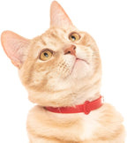 Red Cat Collar - Soft, Comfortable, and Lightweight Breakaway Collar with Name Tag Ring for Outdoor Cats and Sensitive Skin Kittens by Nuvuq (6 ⅞" to 10 ¼", Red)
