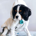 MYLUCKYTAG Silent Silicone QR Code Pet ID Tags - Online Profile - Scan QR for Instant Location Alert Email