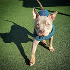 Gooby - Zip Up Fleece Vest, Fleece Jacket Sweater with Zipper Closure and Leash Ring, Fuchsia Wash, 2X-Large