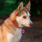 MYLUCKYTAG QR Code Silicone Pet ID Tag for Dogs and Cats - Online Profile, Location Alert Email, Digital and Quiet Tag, Durable Collar ID, Engraved