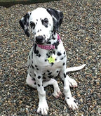 LuckyPet Klippy Pet Tag Quick Clips - Cat & Dog Collar for ID Tags Holder Efficient Ring Attachment Clip for Safety - Blue, 2 Pack