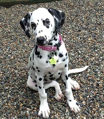 LuckyPet Klippy Pet Tag Quick Clips - Cat & Dog Collar for ID Tags Holder Efficient Ring Attachment Clip for Safety - Red, 2 Pack