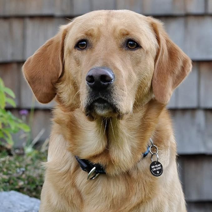 MYLUCKYTAG Stainless Steel QR Code Dog Tags - Scan QR for Instant Pet Location Alert Email