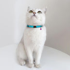 Breakaway Cat Collar Leather with Removable Bell - 13 Colors Available - Soft Adjustable Girl Boy Safety Lightweight Pet Kitten Collars Pink Brown Blue Green Red Orange Black (Aquamarine)