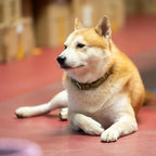 Hyhug Martingale Collar for Dogs Large Yellow |Escape - Proof Heavy Duty Nylon Durable No Pull, Ideal for Training & Daily Walks