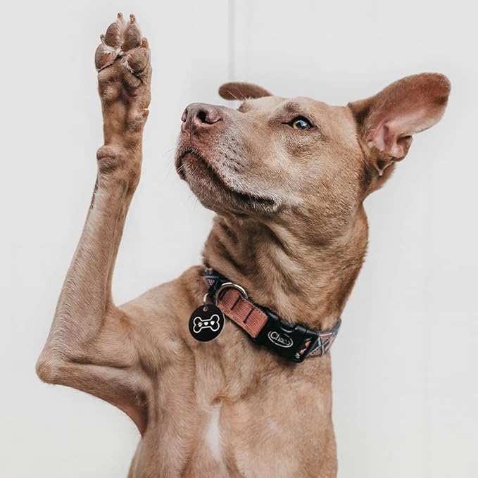 MYLUCKYTAG Stainless Steel QR Code Dog Tags - Scan QR for Instant Pet Location Alert Email