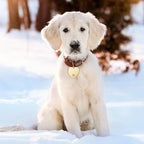 Hicarer 30 Pcs Stainless Steel Blank Pet ID Tags Personalized Dog Name Tag with Hollow Design Engraved on Both Sides Dog Cat Collar Name Accessories Regular Size DIY (Heart Shape)