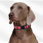 Mile High Life Nylon Night Light Glow Collar, Reflective Light Up Dog Collar, Fluorescent Self-Luminescent Strap for Small Medium Large Dogs (Pink, L Neck15-19")