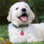 MYLUCKYTAG Silent Silicone QR Code Dog Tags - Scan QR for Instant Pet Location Alerts