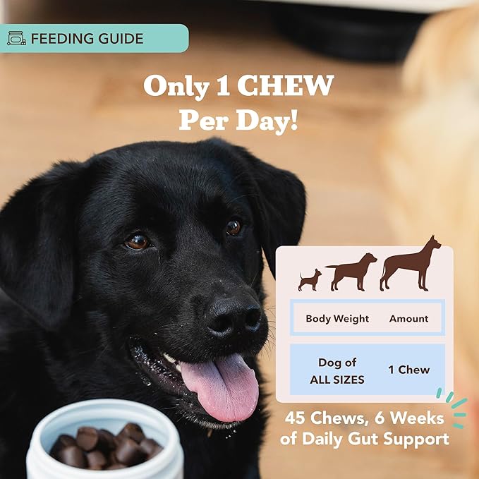 Natural Dog Company Gut Health & Canine Specific Probiotics Chews, 1 Daily Chew for All Dogs, Prebiotics & Digestive Enzymes for Digestion, Gas, Loose Stool, Immune System & Bowel Support, 45 Ct