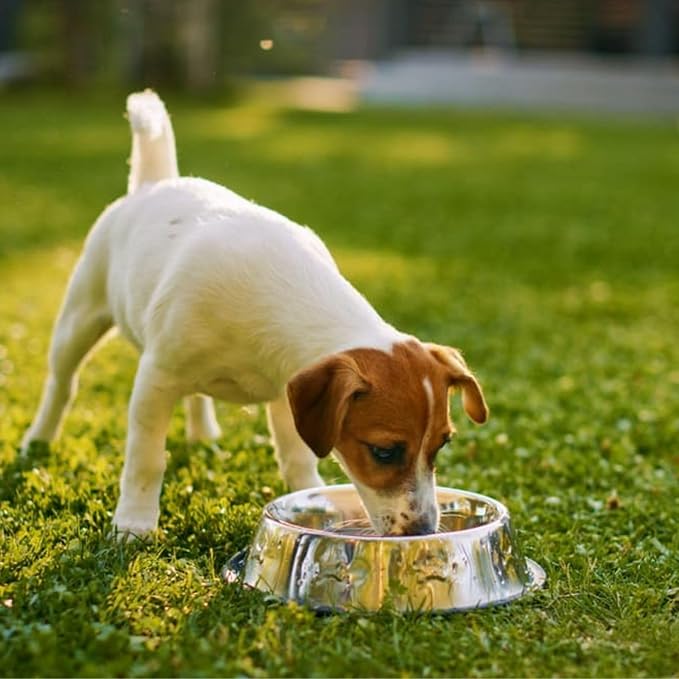 Flexzion Stainless Steel Dog Bowl No Mess Non Spill Dog Water Bowl Rubber Base Dog Bowls for Medium Sized Dog, Food and Water Dish, Pet Food Holder, 22 cm