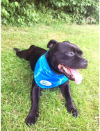 ALL FOR PAWS Dog Cooling Bandana, Cooling Bandanas for Large Dogs, Ice Dog Bandanas, Cooling Neck Wraps for Dogs, Chill Out Blue Neck Cooler (L)