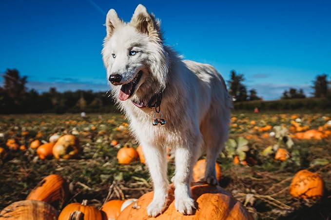 Beau's Bells 2 Extra Loud Cat & Dog Bells | Pet Tracker | Save Birds & Wildlife | Luxury Handmade Copper (Large)