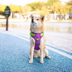 PHOEPET No Pull Dog Harness, Unique Colors Reflective Adjustable Dog Vest, with Soft Training Handle Metal Clips for Small Medium Large Dogs (Purple Base & Green Straps,L)