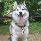 MYLUCKYTAG Silent Silicone QR Code Dog Tags - Scan QR for Instant Pet Location Alert Email