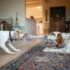 SHARLOVY Dog Squeaky Toys No Stuffing 5 Pack, Plush Crinkle Dog Toys for Large Breed, Durable Doggie Chew Cute Animals Puppy Toy for Teething