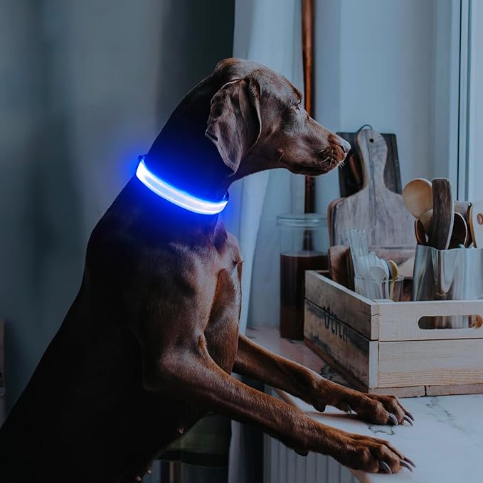 Illumifun LED Dog Collar, USB Rechargeable Light Up Dog Collar, Adjustable Pet Safety Light Glow in The Dark (Blue, Medium)