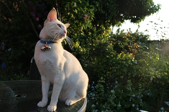 Beau's Bells 2 Extra Loud Cat & Dog Bells | Pet Tracker | Save Birds & Wildlife | Luxury Handmade Copper (Medium)