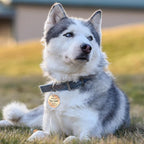 MYLUCKYTAG QR Code Stainless Steel Dog ID Tag, Engraved, Durable Dog Collar Tag with Digital Pet Profile & Location Alerts