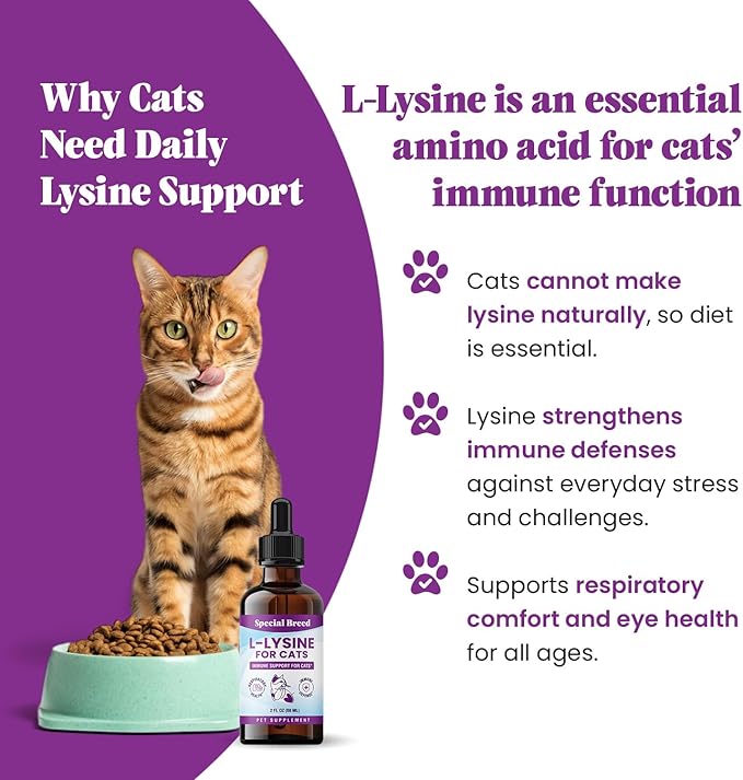 Special Breed L-Lysine for Cats & Kittens – Immune, Respiratory & Eye Health Support – Liquid Cat Supplement with Astragalus, Burdock, Atractylodes, Dangshen & Vitamins A, B1, B2, B6 – 2oz (60mL)