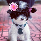 Puppytie No Pull xs Dog Harness with Multifunction Dog Leash,Soft Adjustable No Choke Escape Proof Pet Harness Vest,Knitted Green,XXS