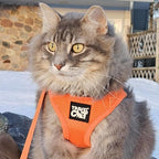 Travel Cat Harness and Leash Set - Adjustable Fit Mesh Cat Harness and Reflective Strap - Comfort Walking Vest for Kitten for Outdoor Walking, Hiking (Small, Orange)
