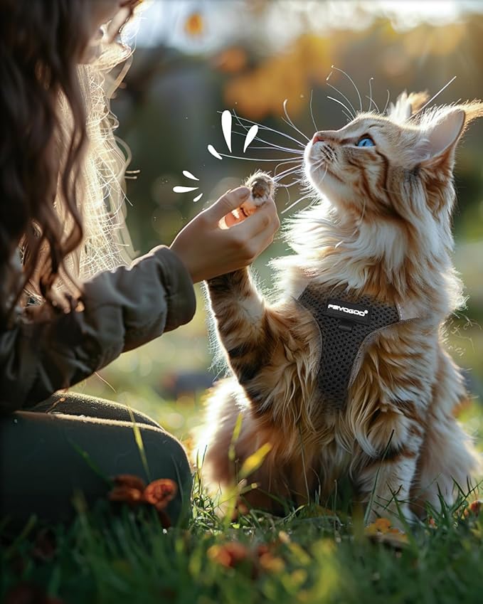 FAYOGOO Cat Harness, Cat Leash and Harness Set for Walking Escape Proof, Harness for Small Cats/Small Dogs, Large Kitten/Puppy Harness and Leash, Harness for Cats S-XXL(Black, XX-Large)