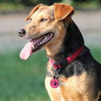 MYLUCKYTAG Silent Silicone QR Code Dog Tags - Scan QR for Instant Pet Location Alert Email