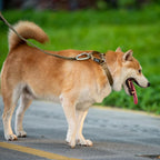 Hyhug Martingale Collar for Dogs Large Yellow |Escape - Proof Heavy Duty Nylon Durable No Pull, Ideal for Training & Daily Walks