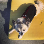 Gooby - Zip Up Fleece Vest, Fleece Jacket Sweater with Zipper Closure and Leash Ring, Black, Small