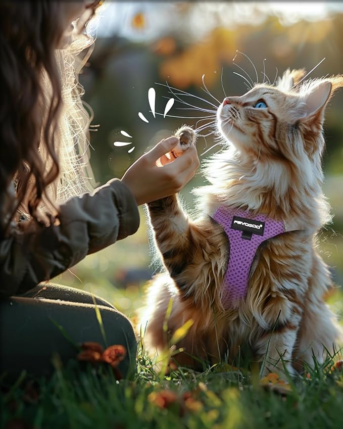 FAYOGOO Cat Harness, Cat Leash and Harness Set for Walking Escape Proof, Harness for Small Cats/Small Dogs, Large Kitten/Puppy Harness and Leash, Harness for Cats S-XXL(Modern Violet, Large)