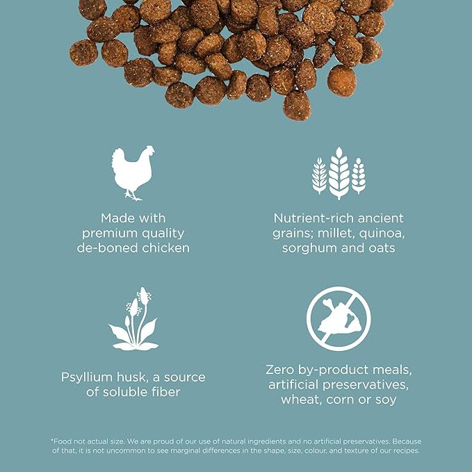 Go! Solutions Digestion + Gut Health, Dry Cat Food, Chicken Recipe with Ancient Grains, 6 lb Bag