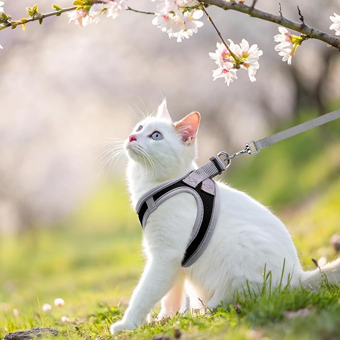 SCENEREAL Cat Harness and Leash Set Escape Proof, Adjustable Soft Air Mesh Kitten Harnesses for Girls Boys Small Medium Big Cats, Reflective Light Travel Pet Walking Vest for Puppy Rabbit, Black XL